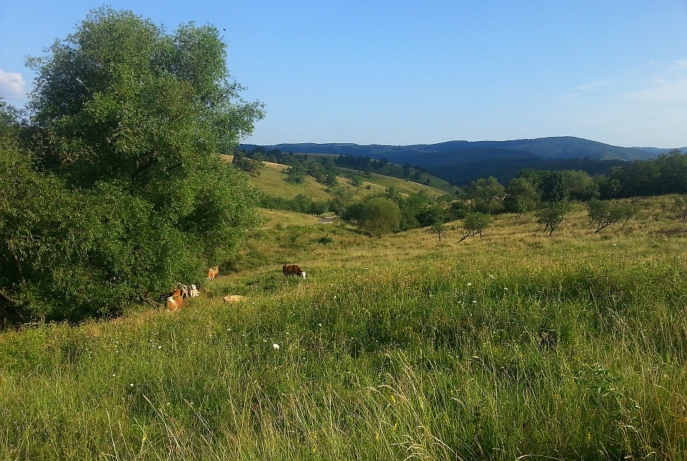 Vaci pascand libere pe dealuri / Cows grazing and roaming the hills, Cheile Nerei