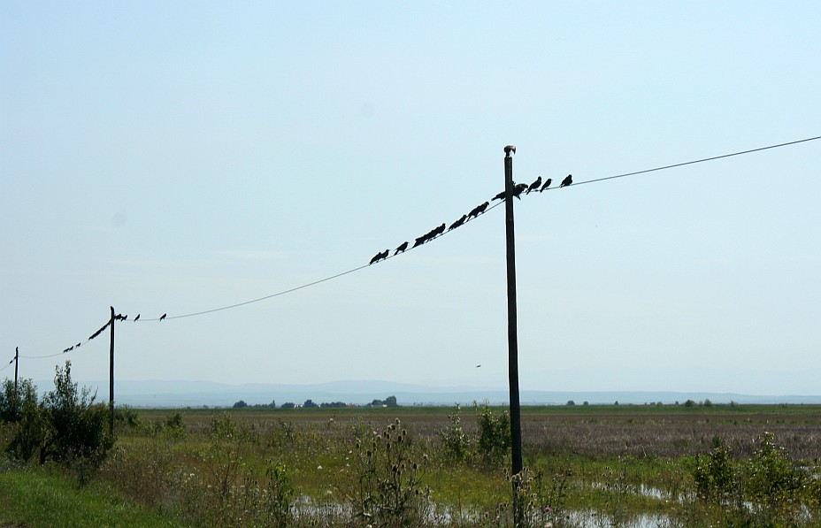Ciori carcotase deasupra campurilor inundate / Inquisitive crows perched above the flooded fields, Moravita