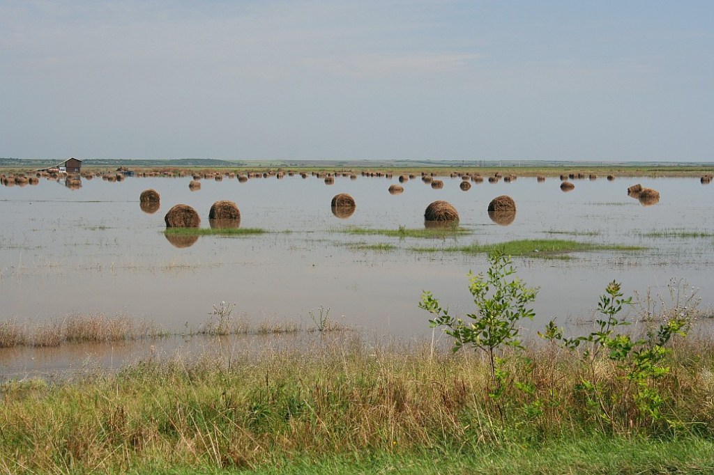 Role de fan inundate la Moravita / Hayrolls in flooded fields near Moravita
