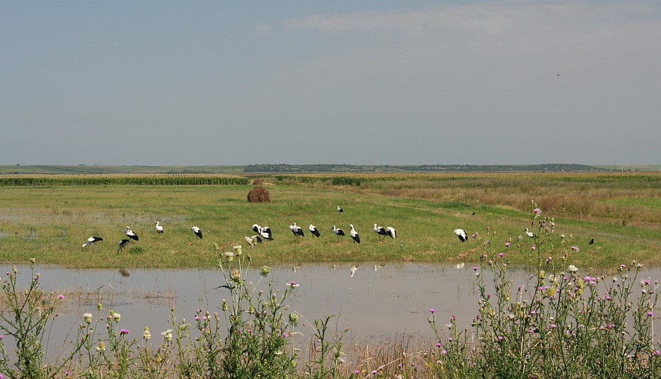 Si mai multe berze pe campul transformat in delta / More storks in the flooded fields of Moravita