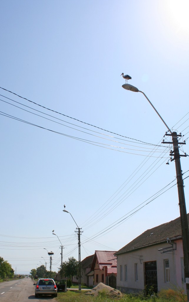 Berze aliniate pe (toti) stalpii de iluminat / Storks on every lamppost