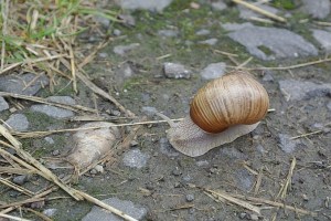 DSC_2753_mic