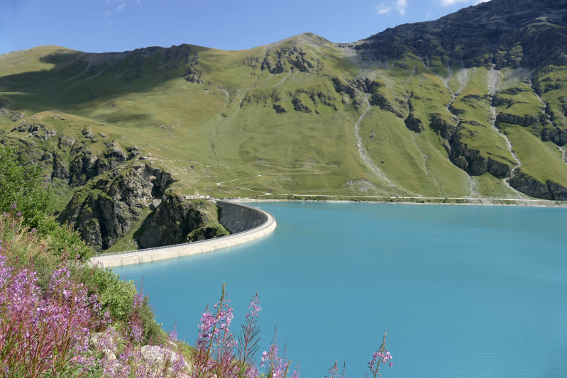 Moiry dam (VS) with typical alpine flora