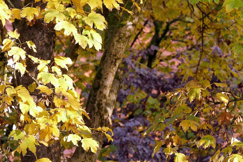 _1020217