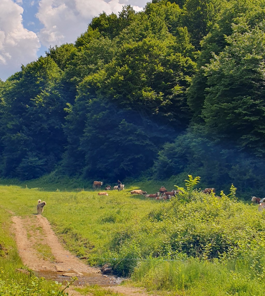 Carpathian cow-keeper