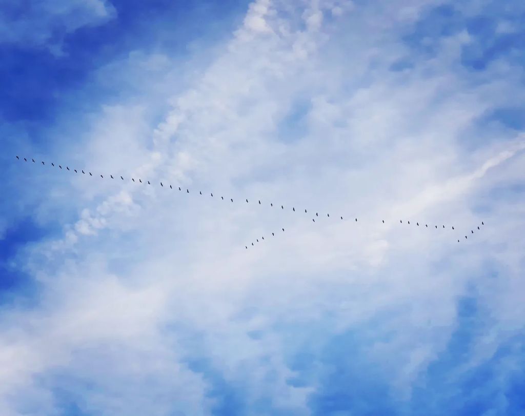 Wild geese (haiku)